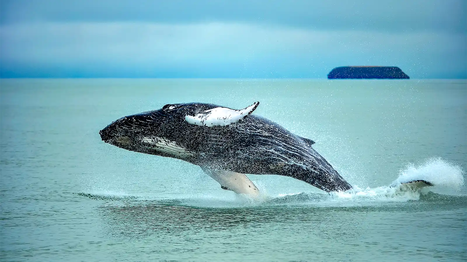 Temporada de Ballenas en Pedasí: Un momento que se queda contigo para siempre